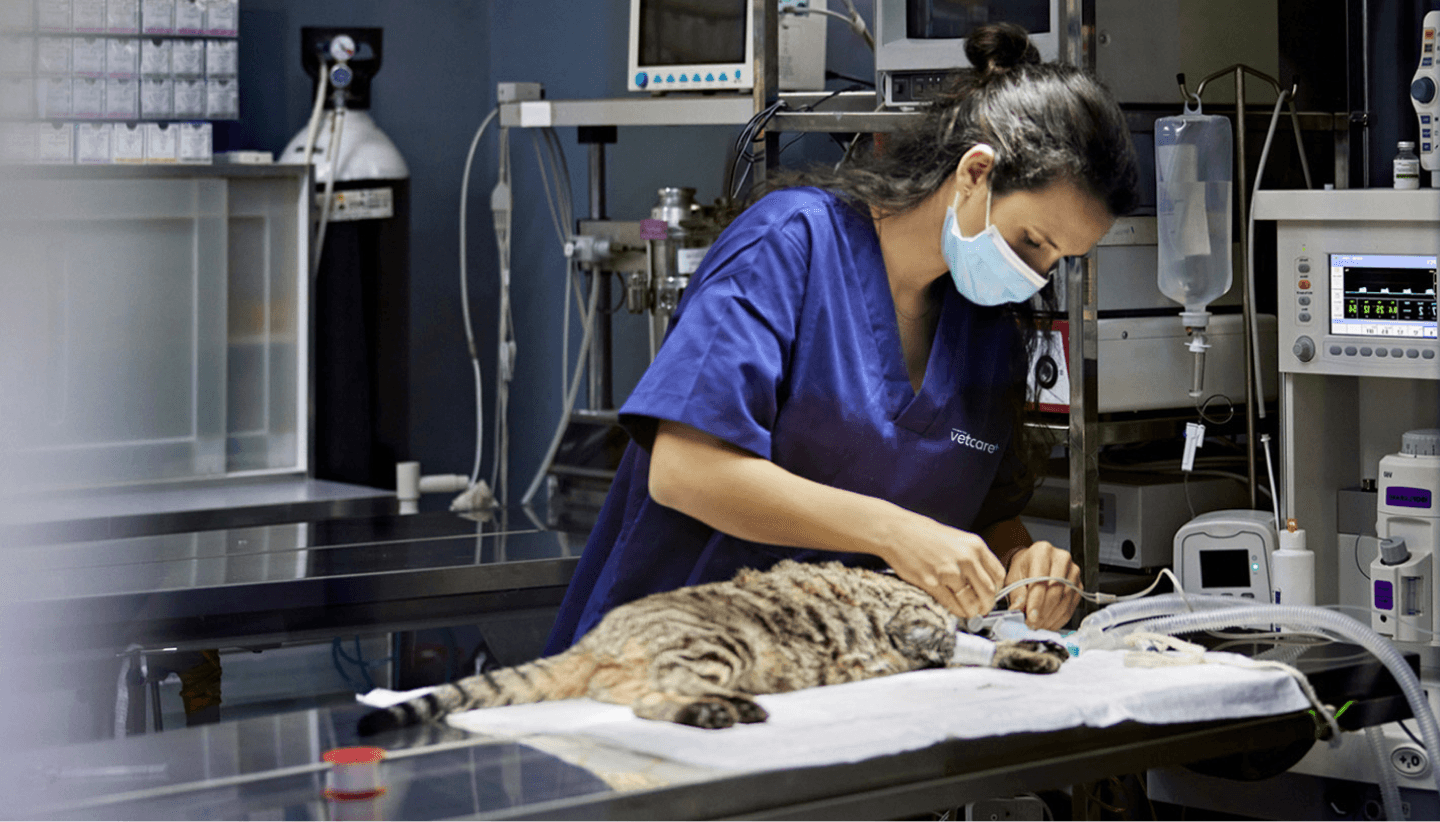 La planification et le partenariat simplifient la gestion des talents pour la marque de produits pour animaux de compagnie la plus populaire de Nouvelle-Zélande